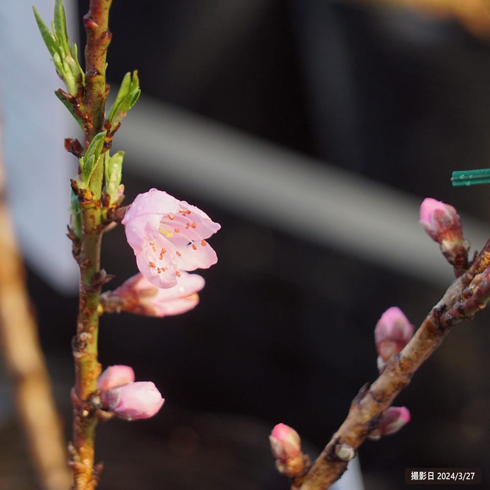 モモ みきドワーフ 2