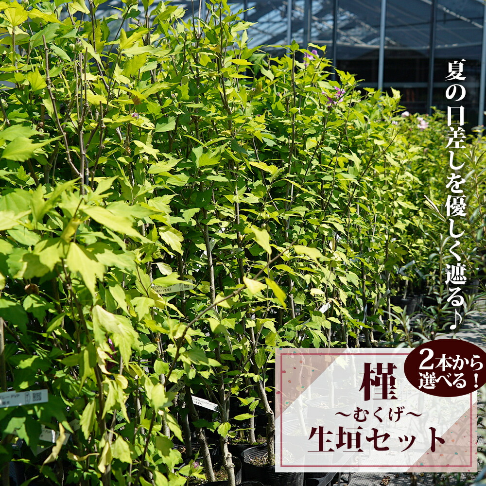 ムクゲ（木槿） フレンチキャバレー ムクゲ生垣セット 苗 販売 苗木部