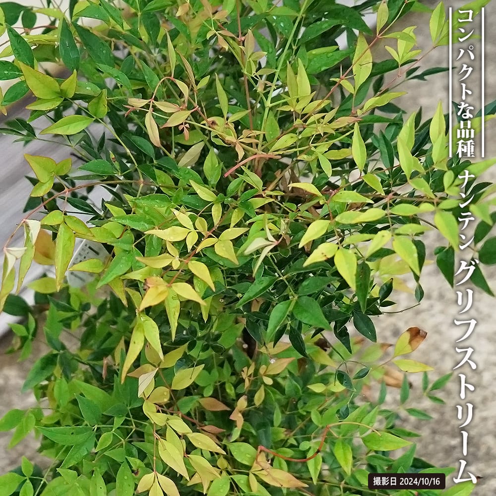 ナンテン グリフストリーム