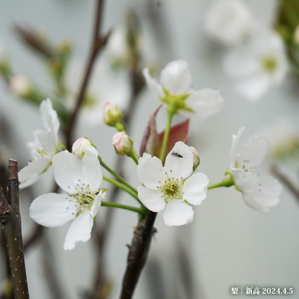 梨 赤ナシ 新高 苗 おすすめ 苗木部 By 花ひろばオンライン