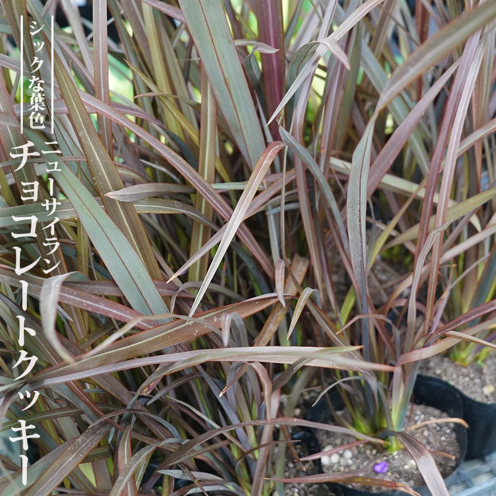 ニューサイラン チョコレートクッキー 