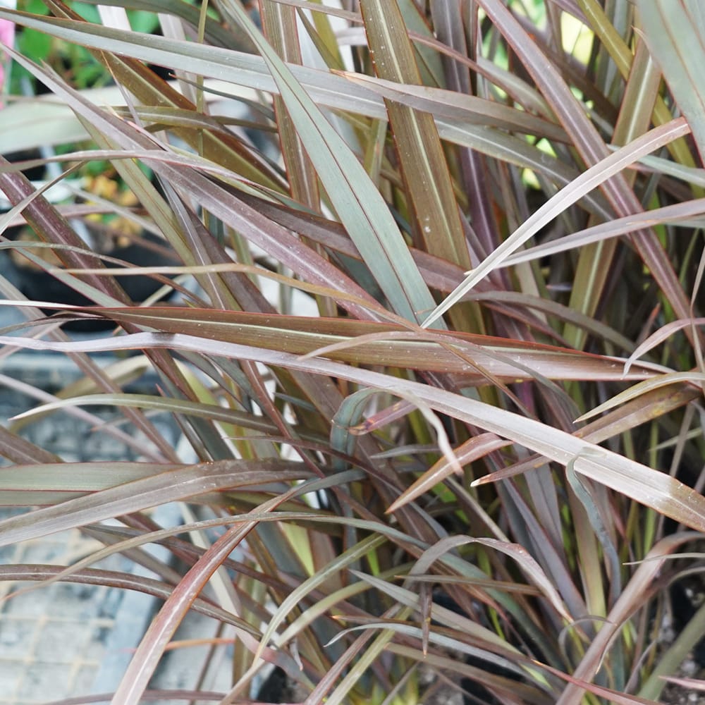 ニューサイラン チョコレートクッキー 1