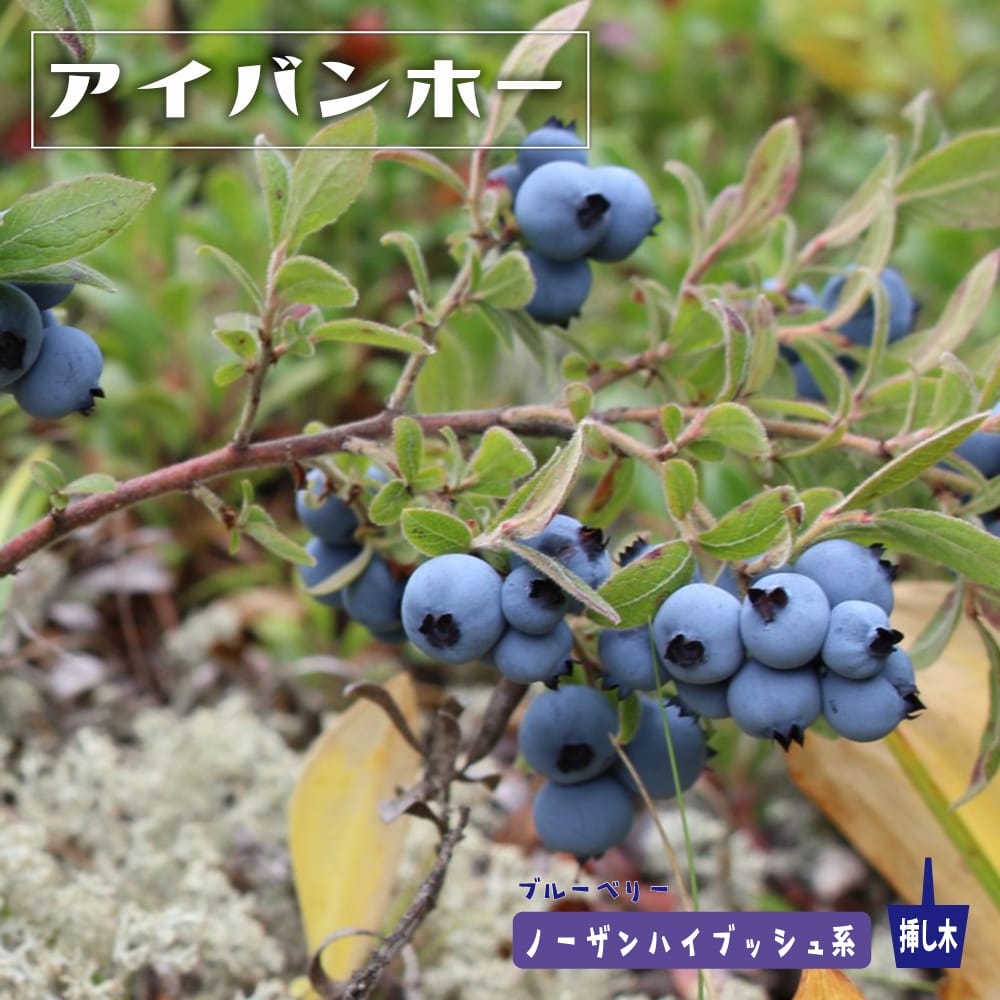 ブルーベリー アイバンホー 