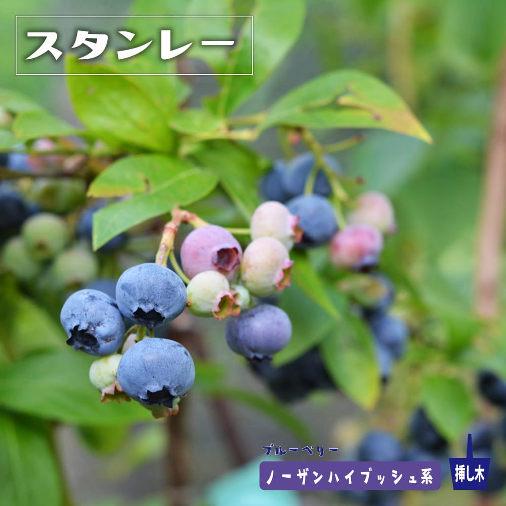 ブルーベリー スタンレー 