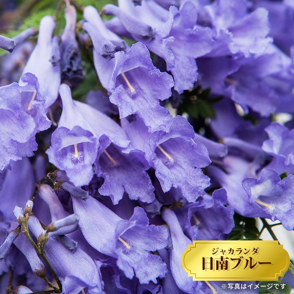 ジャカランダ 日南ブルー 