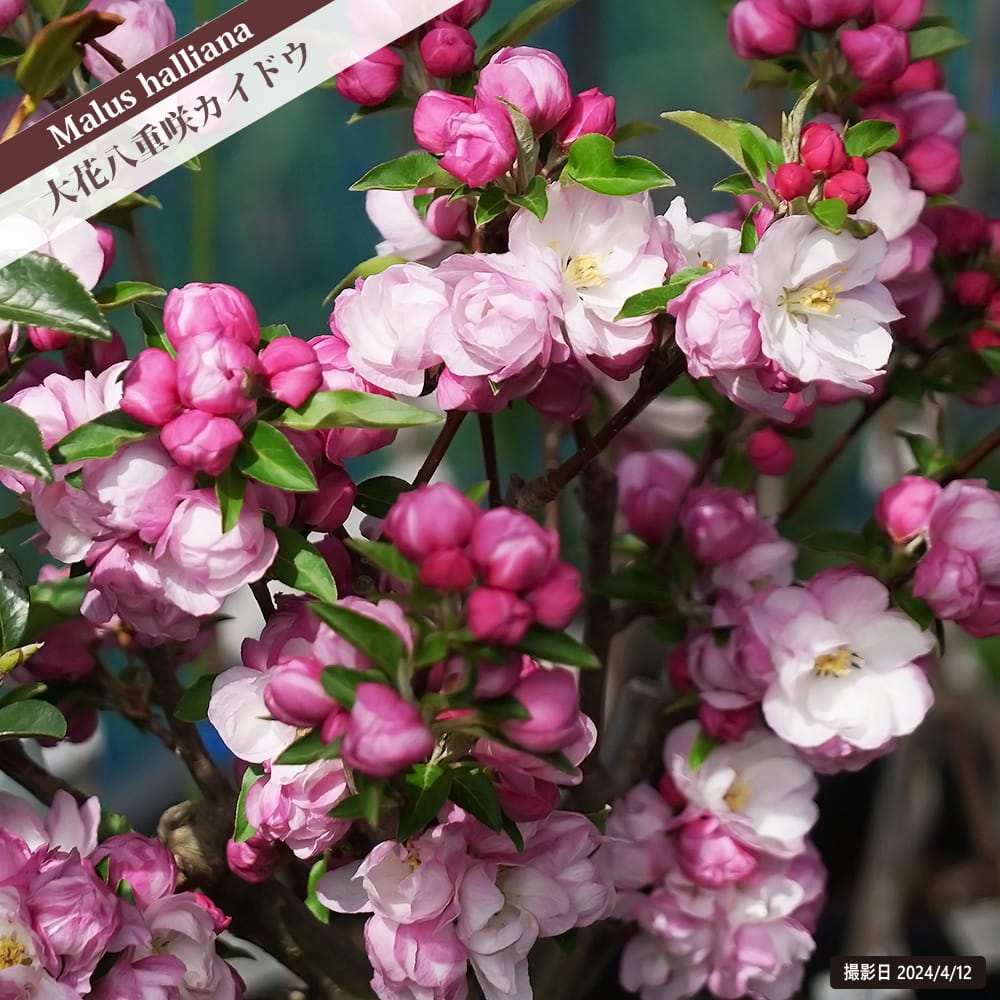 ハナカイドウ 大花八重 