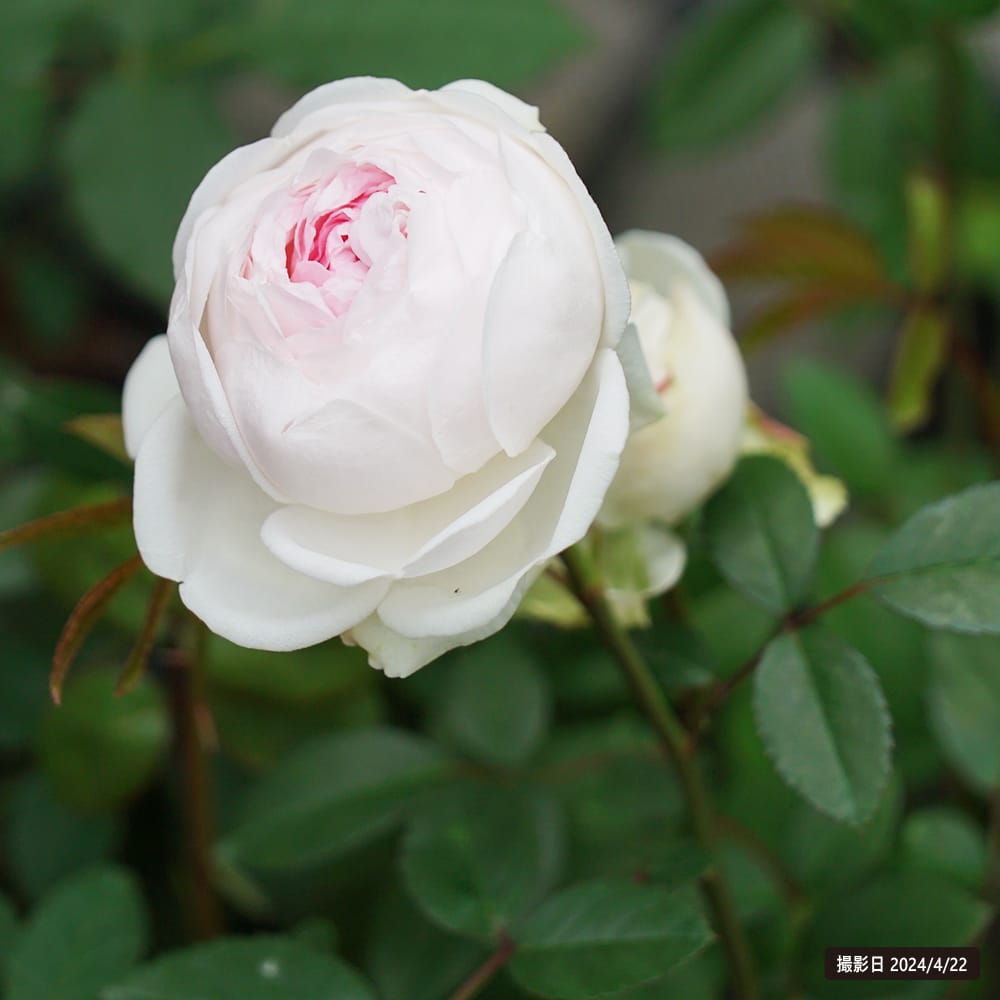 バラ オールドローズ フンショウロウ 苗 販売 苗木部 By 花ひろば