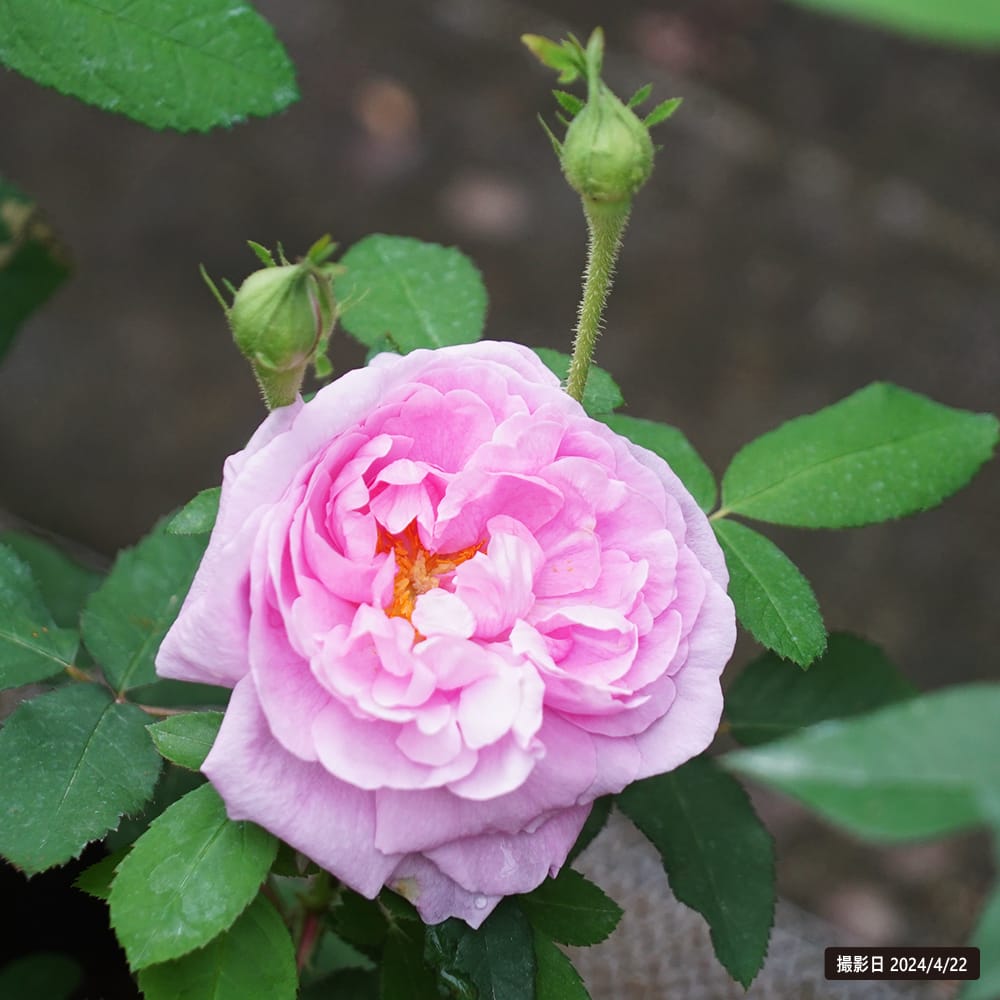 バラ コンテドゥシャンポール 