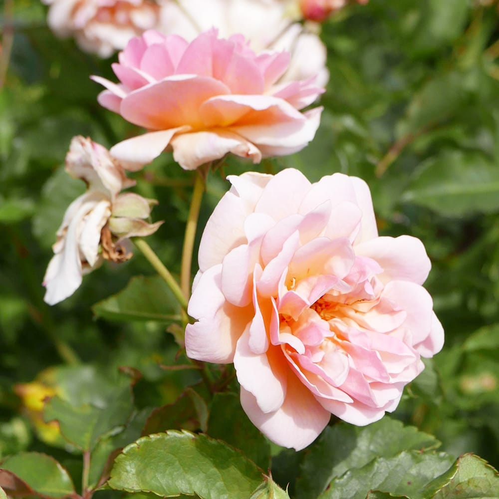 バラ フェリシア HMsk ハイブリッドムスク 苗 おすすめ 苗木部 By 花