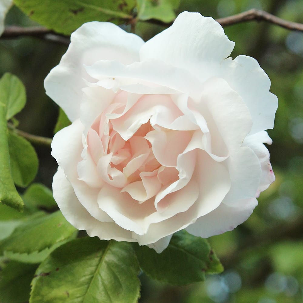 バラ マダムアルフレッドキャリエール 3