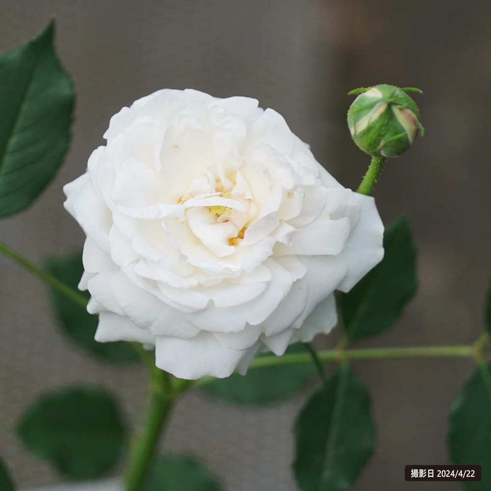 バラ ブルドネージュ 1