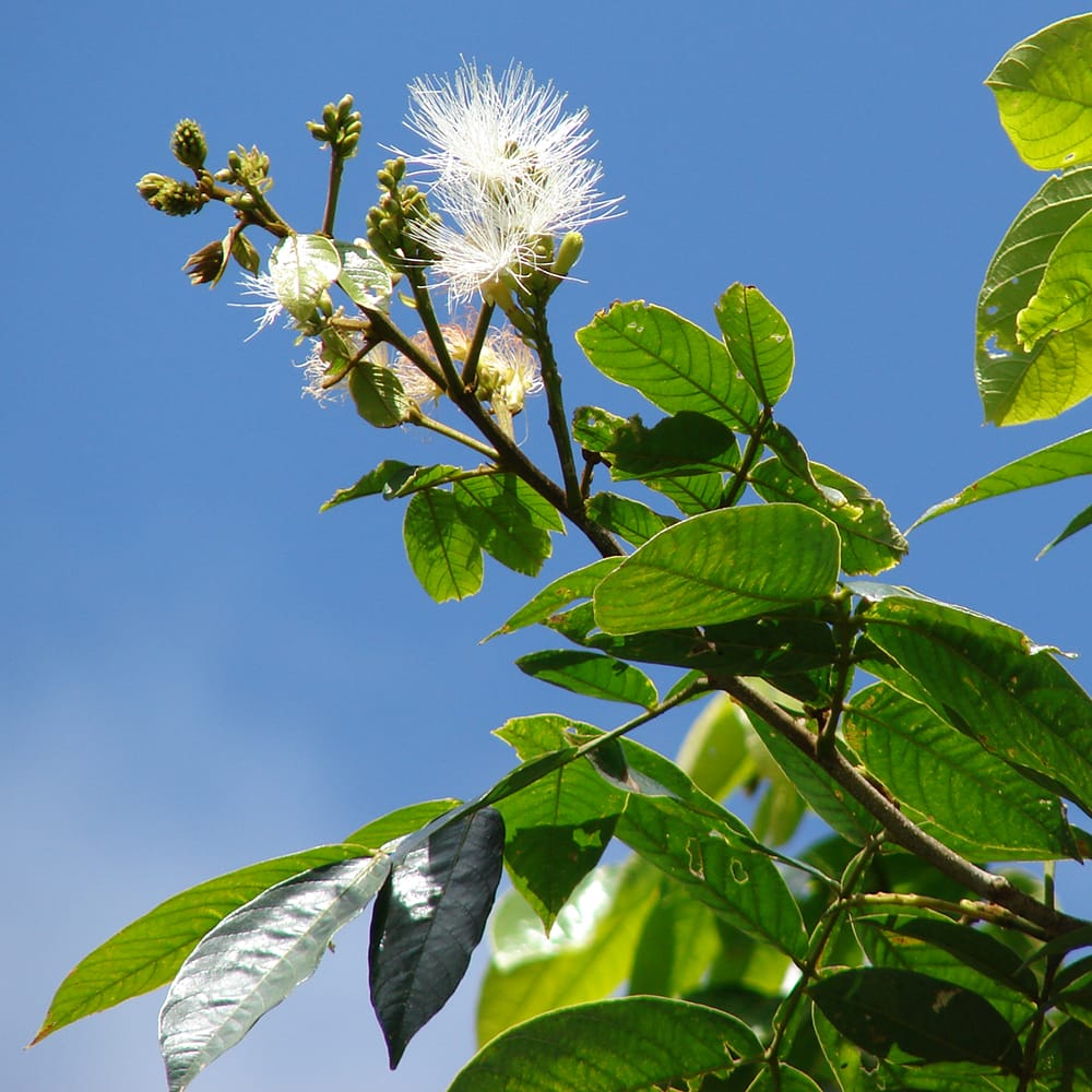 アイスクリームビーン パカイ 1