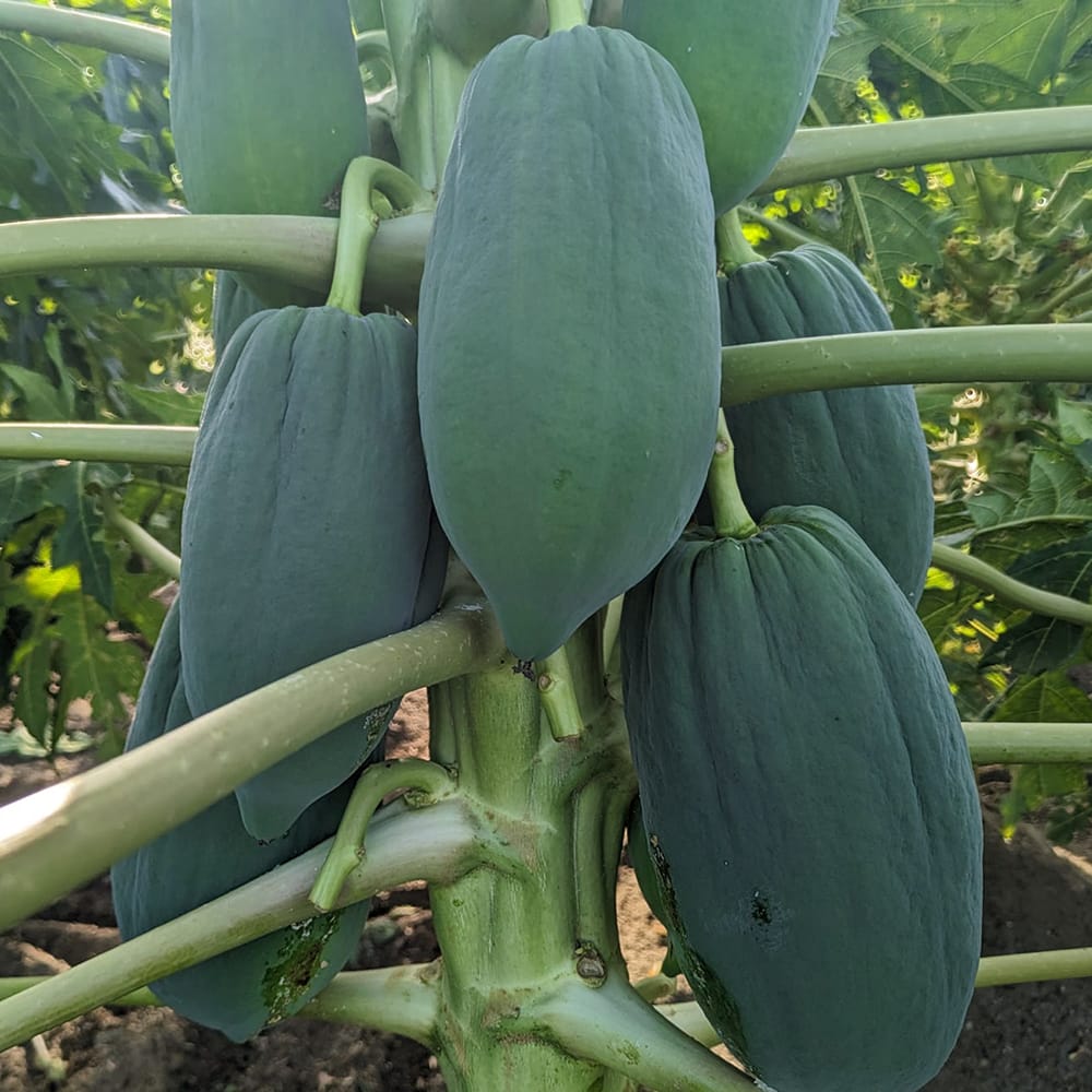 パパイヤ 青パパイヤ 美らタイ 苗 販売 苗木部 By 花ひろばオンライン