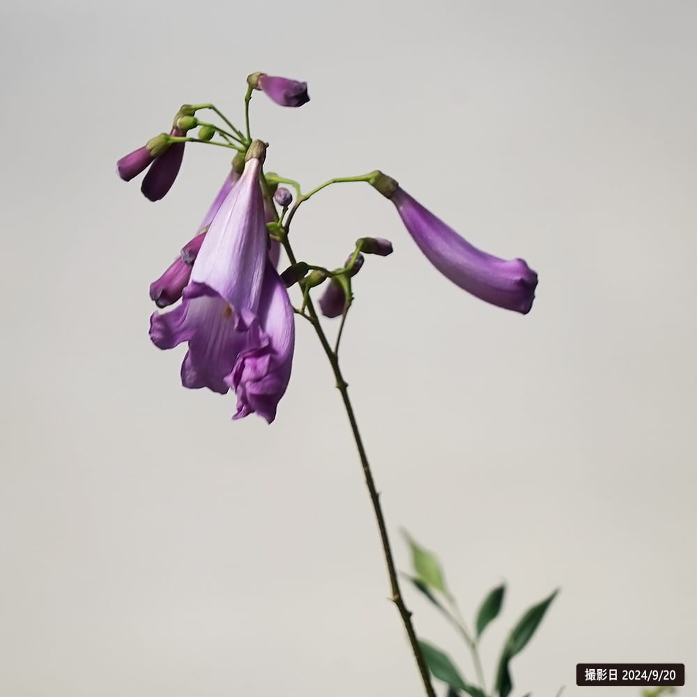 ジャカランダ 日南ピンク 1