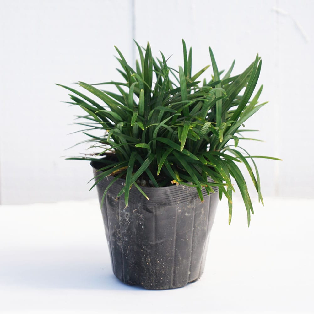 リュウノヒゲ リュウノヒゲ 5