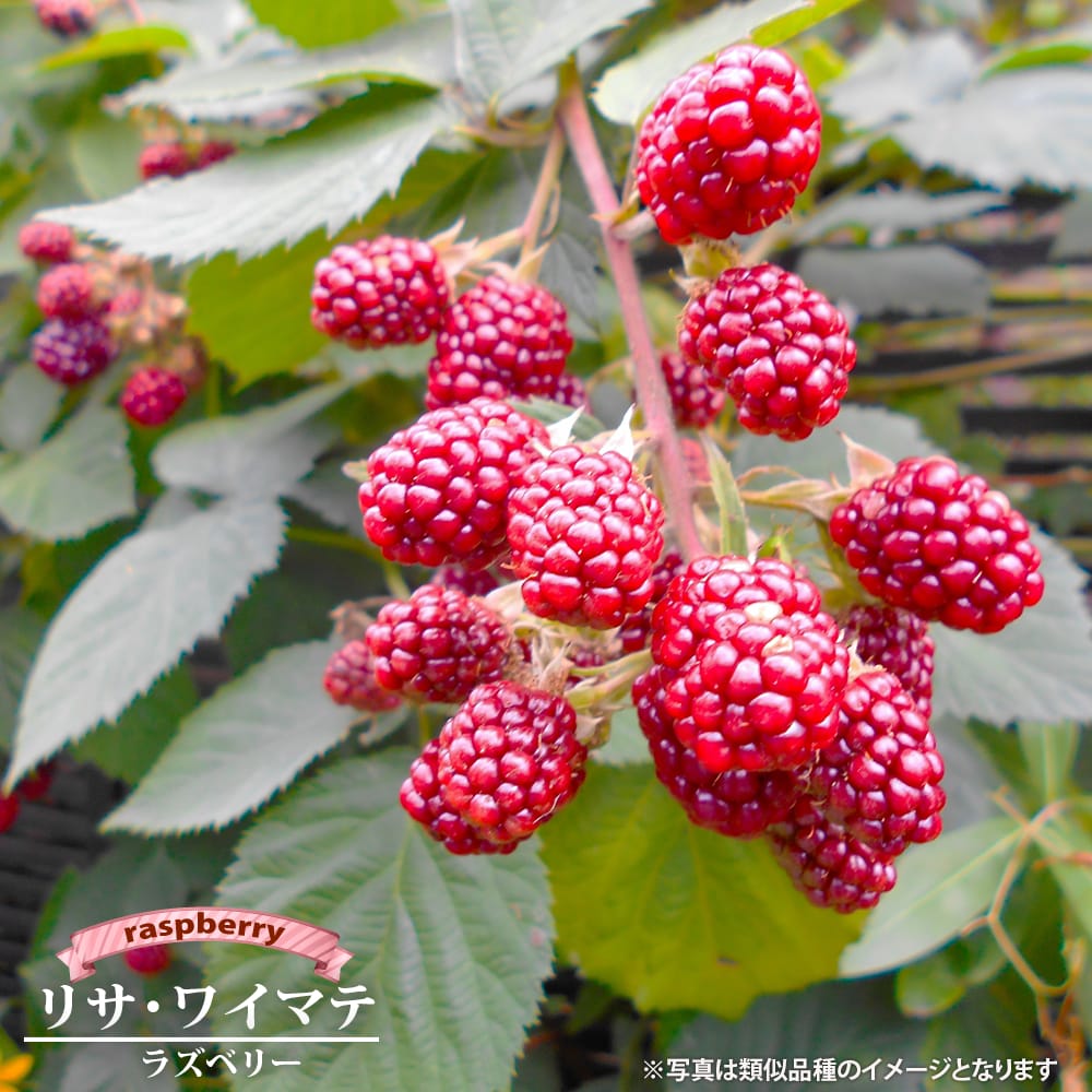 ラズベリー リサワイマテ 