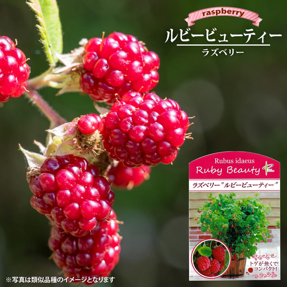 ラズベリー ルビービューティー 
