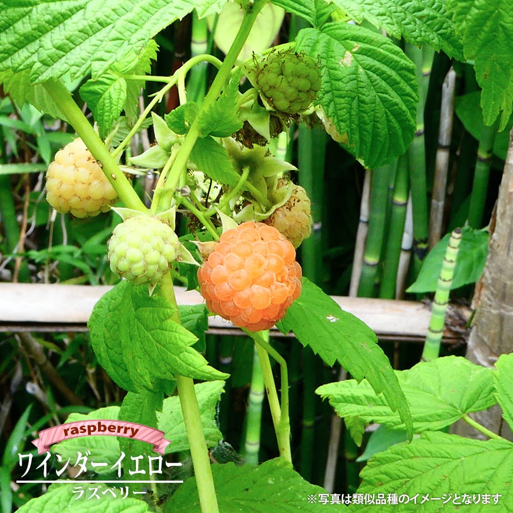 ラズベリー リサマプア 