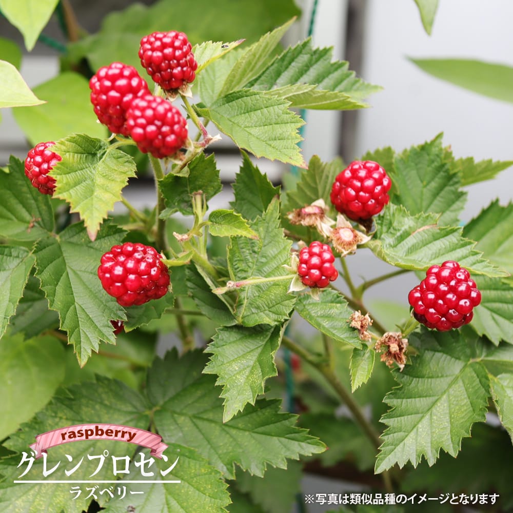 ラズベリー グレンプロセン 