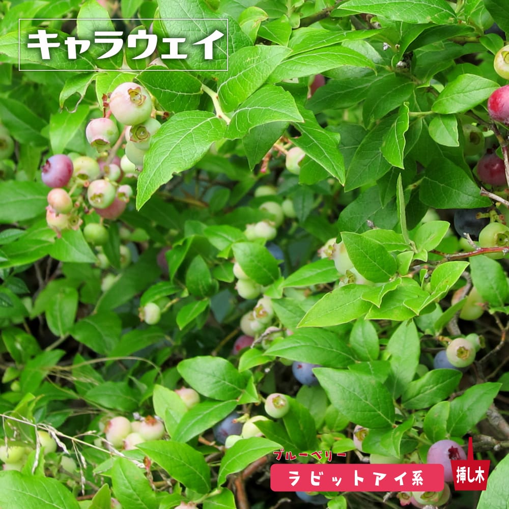 ブルーベリー キャラウェイ 