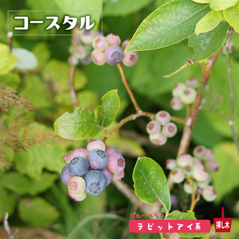ブルーベリー ラビットアイ系 コースタル 苗 販売 苗木部 By 花ひろば