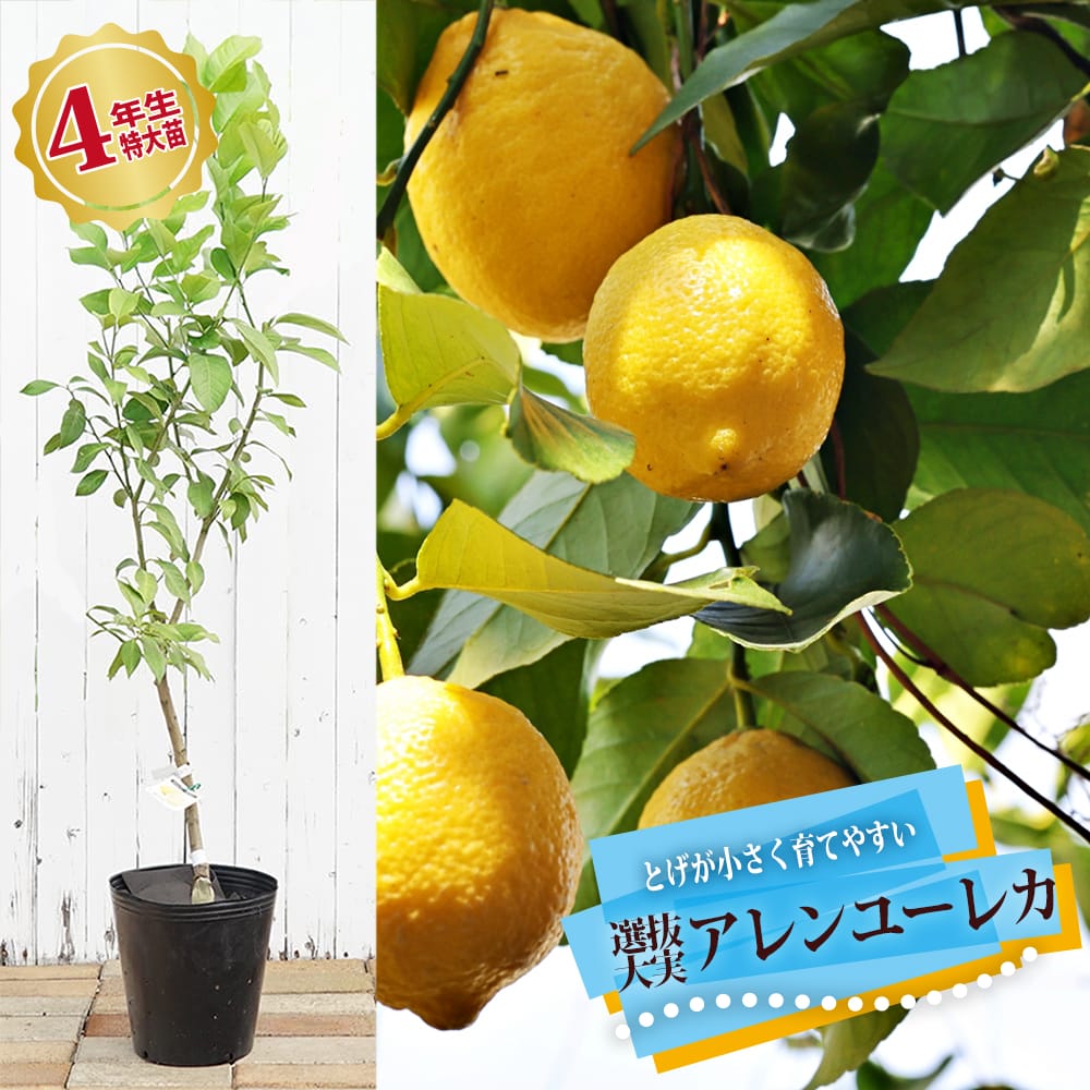 柑橘 レモン 選抜大実アレンユーレカ 苗 鉢植え 苗木部 By 花ひろば