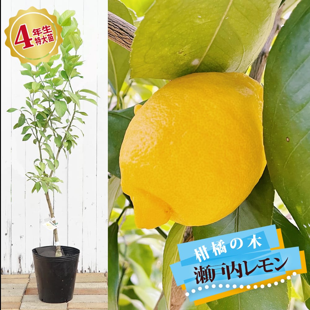 柑橘 レモン 瀬戸内レモン 苗 通販 おすすめ 品種 苗木部 By 花ひろば