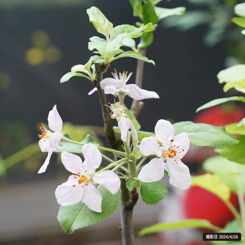 リンゴ ローズパール 1