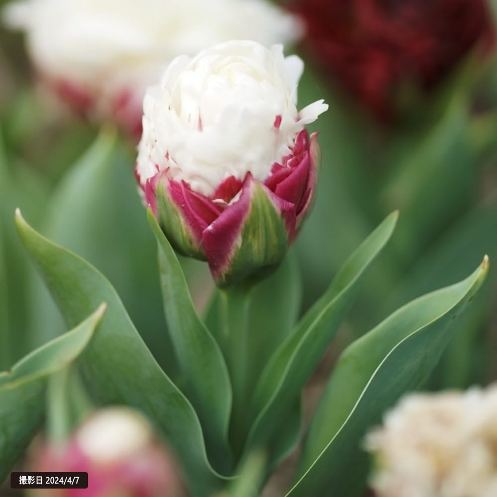 チューリップ アイスクリーム 八重遅咲き系 苗 販売 苗木部 By 花