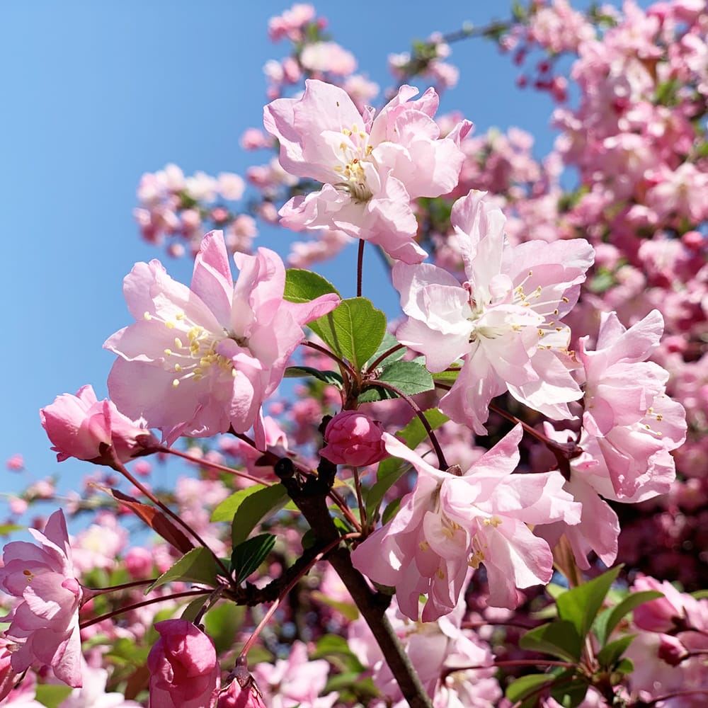 ハナカイドウ  1