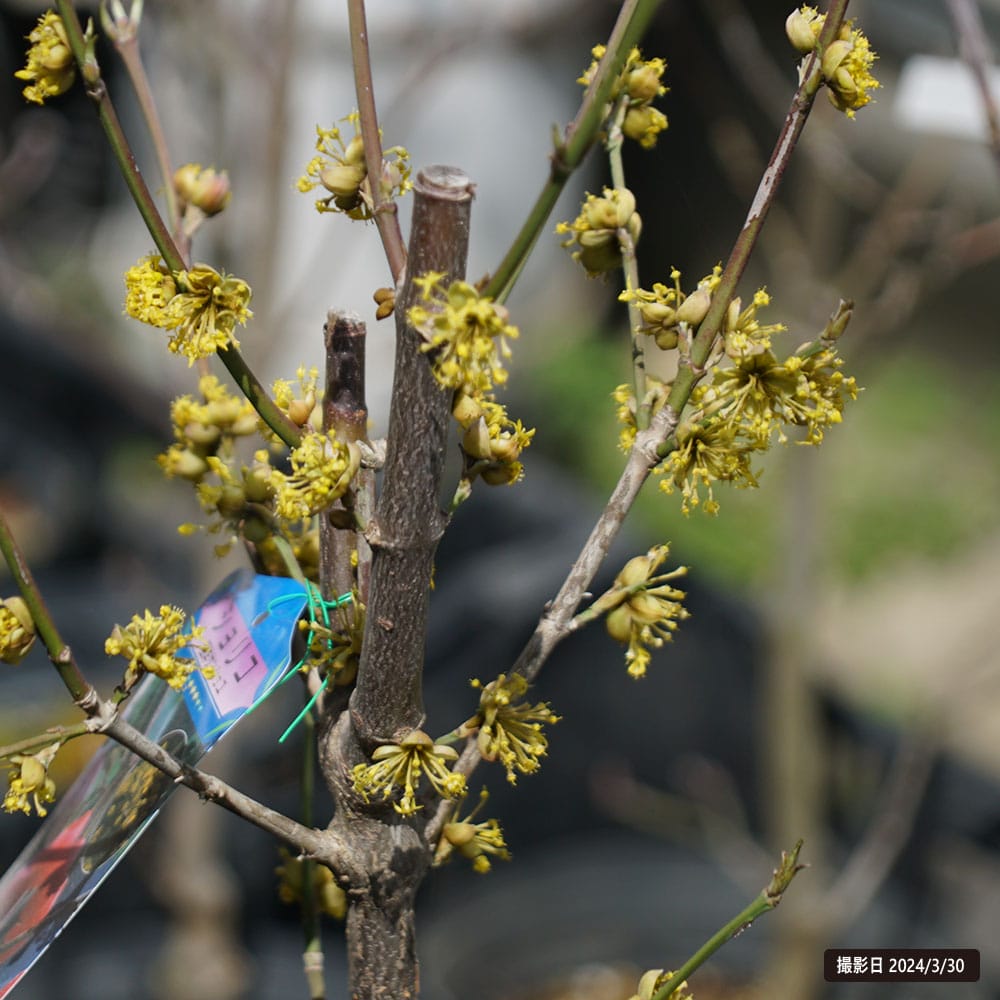サンシュユ ショリコ 