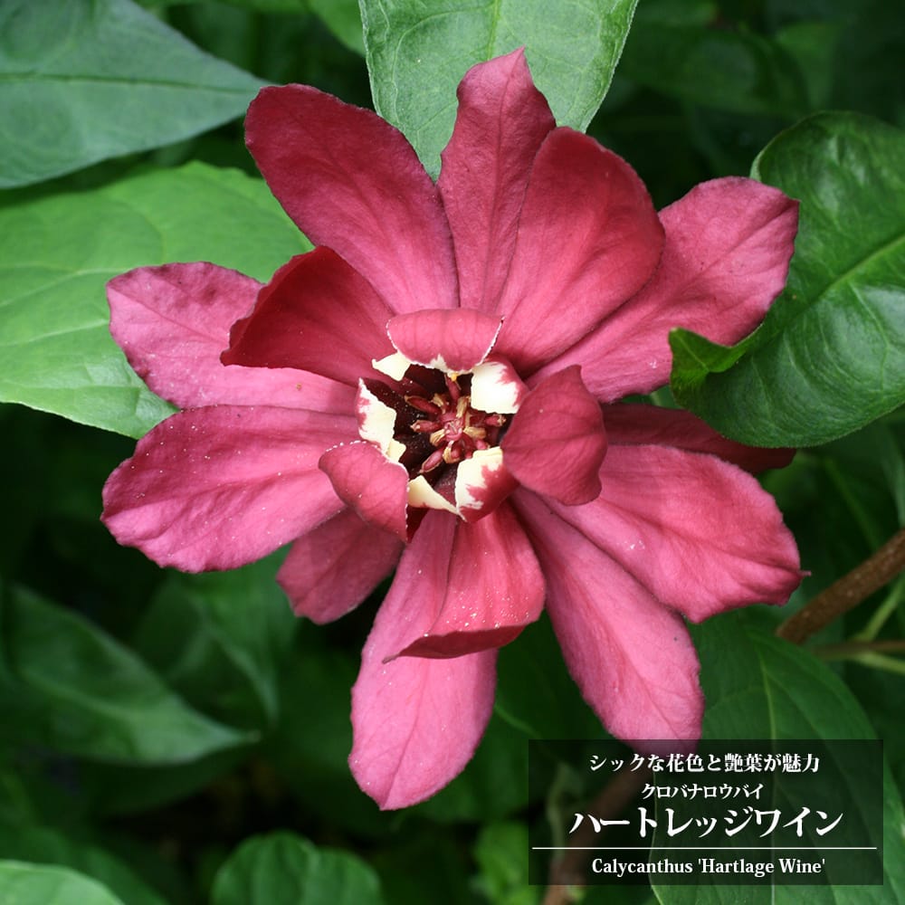 クロバナロウバイ ハートレッジワイン 