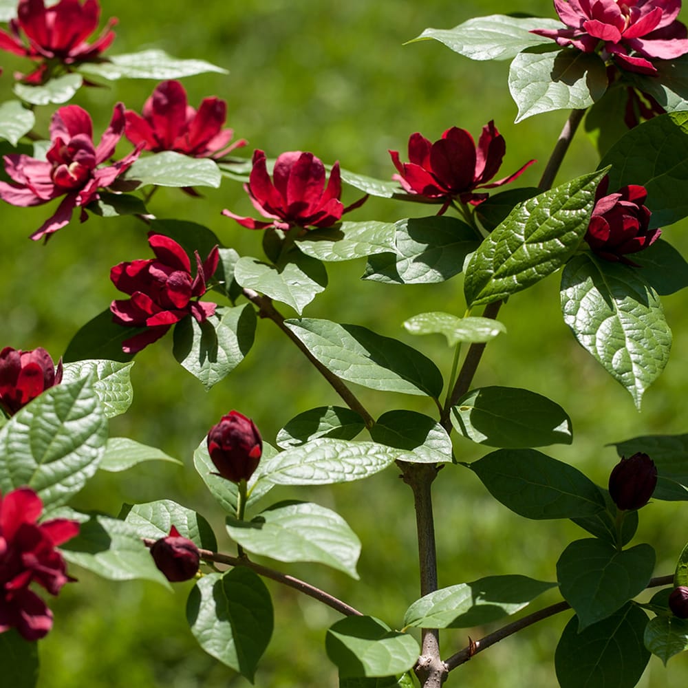 クロバナロウバイ ハートレッジワイン 1