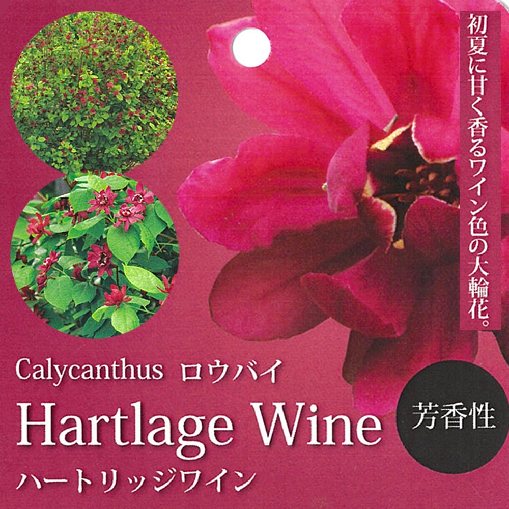 クロバナロウバイ ハートレッジワイン 2