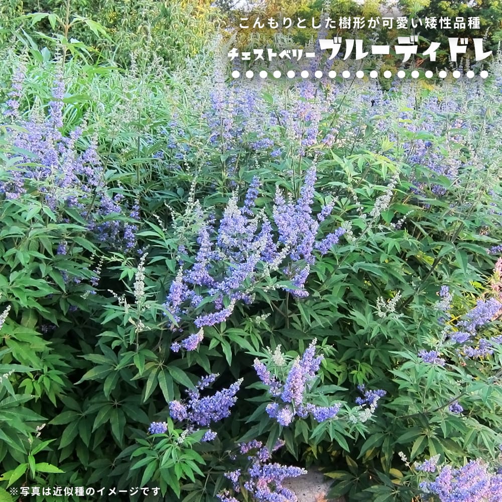 西洋ニンジンボク ブルーディドレ 