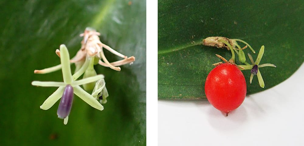 ルスカス ヒポフィルム 1