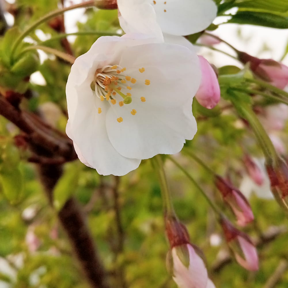 さくら 函館匂桜 1