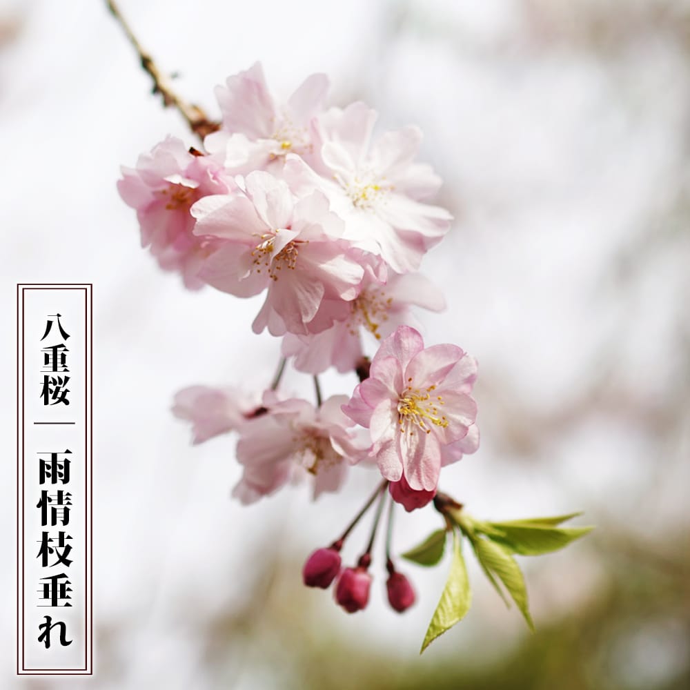 さくら 雨情枝垂れ 