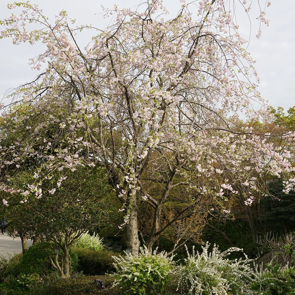 さくら 雨情枝垂れ 2