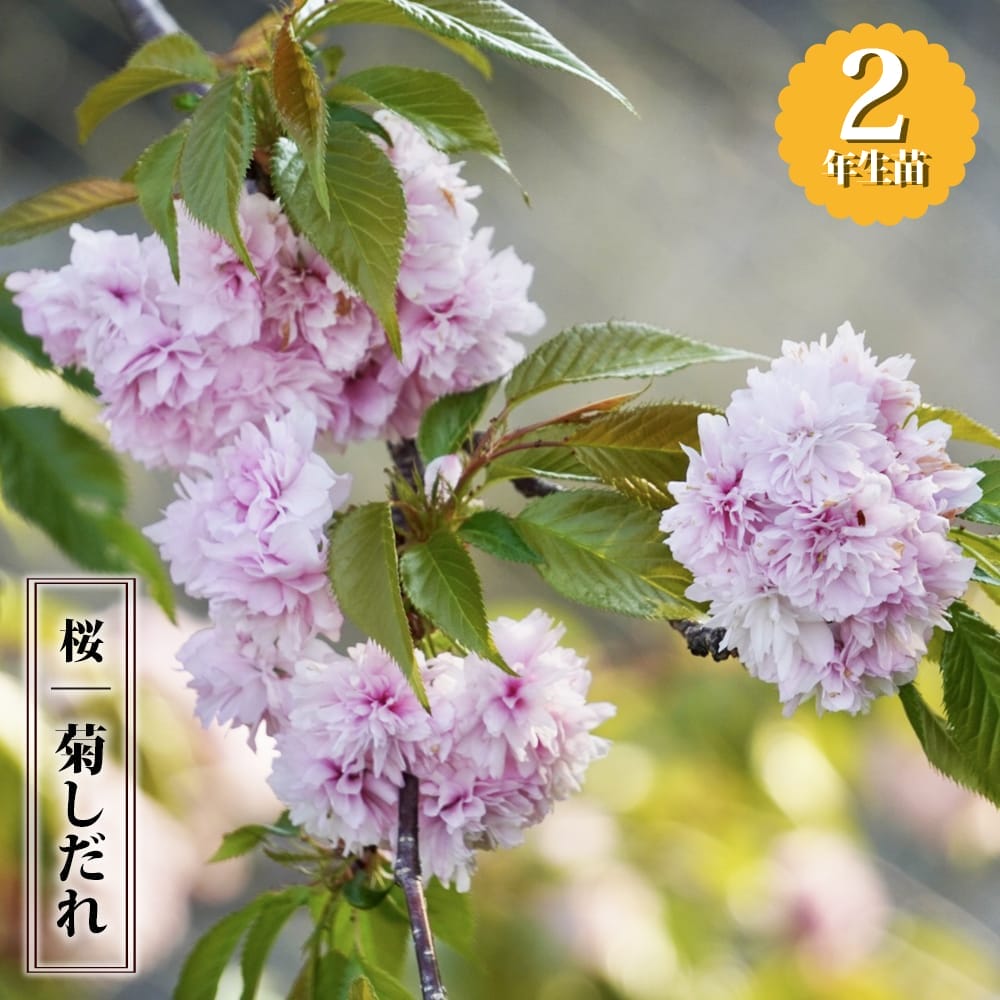 さくら 菊枝垂 