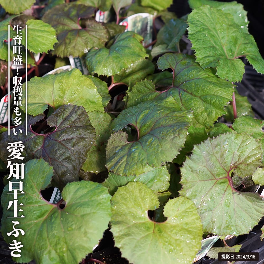 秋田ぶき 秋田ぶき 