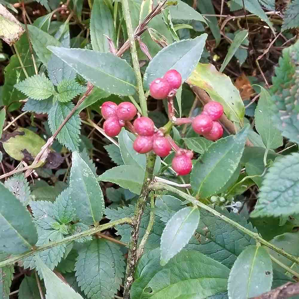 サンショウ 華北山椒 2