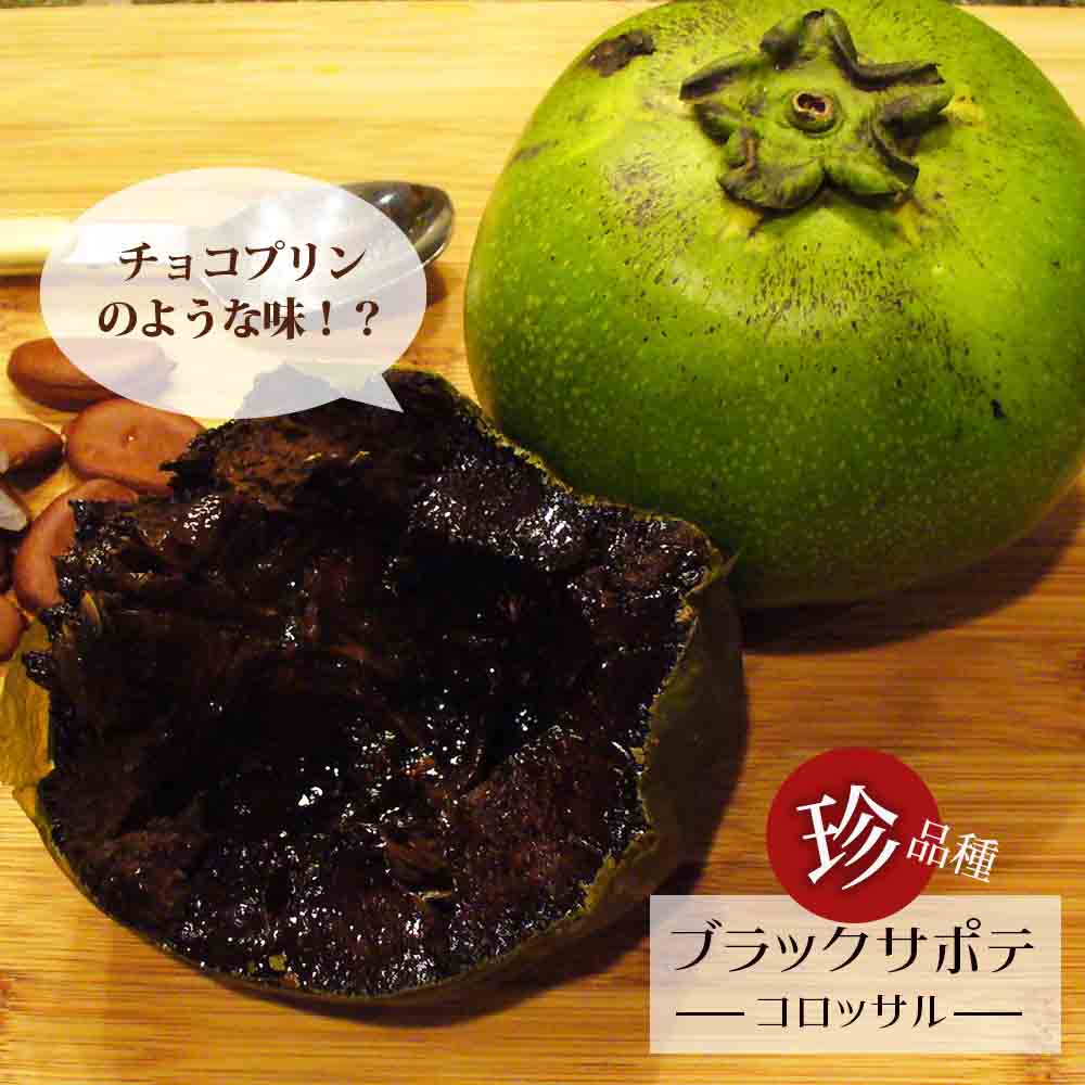 ブラックサポテ 苗 販売 苗木部 By 花ひろばオンライン