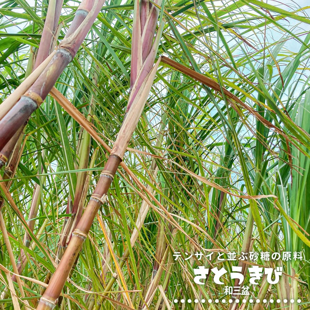 さとうきび さとうきび 