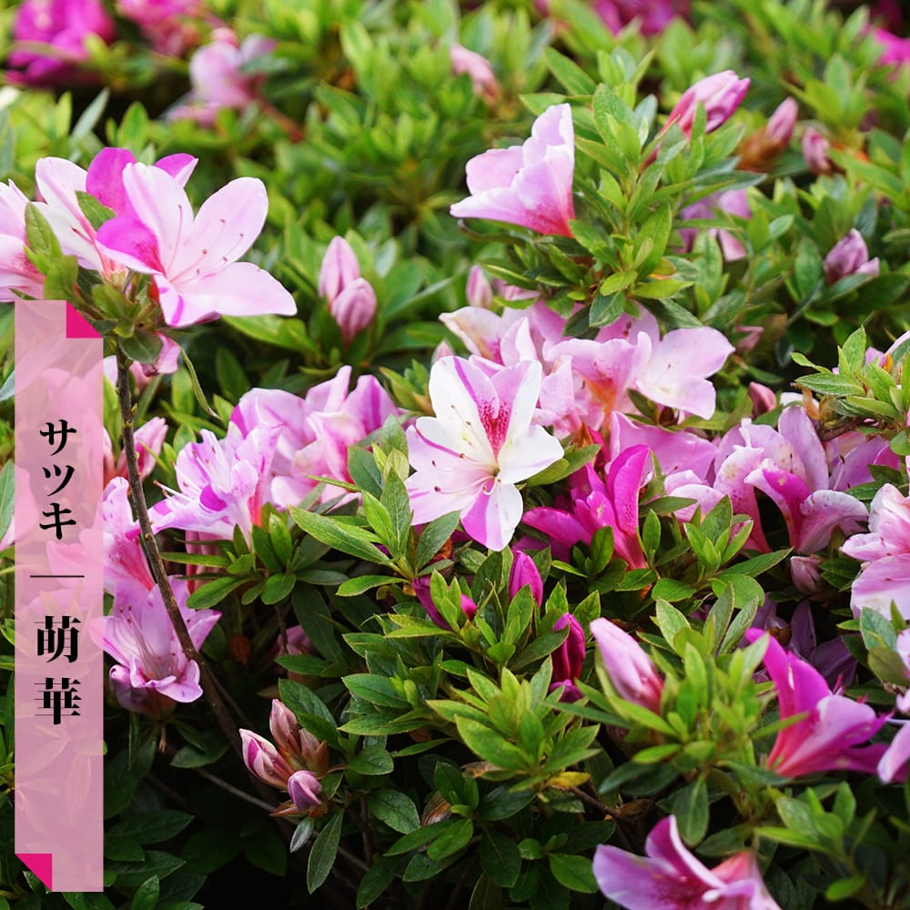 サツキ 萌華  