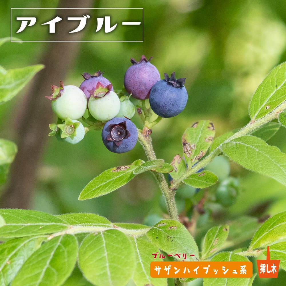 ブルーベリー アイブルー 