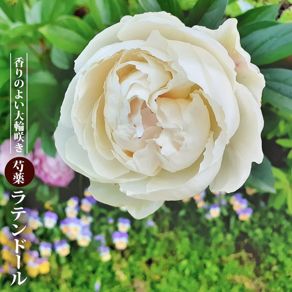 芍薬 ラテンドール 