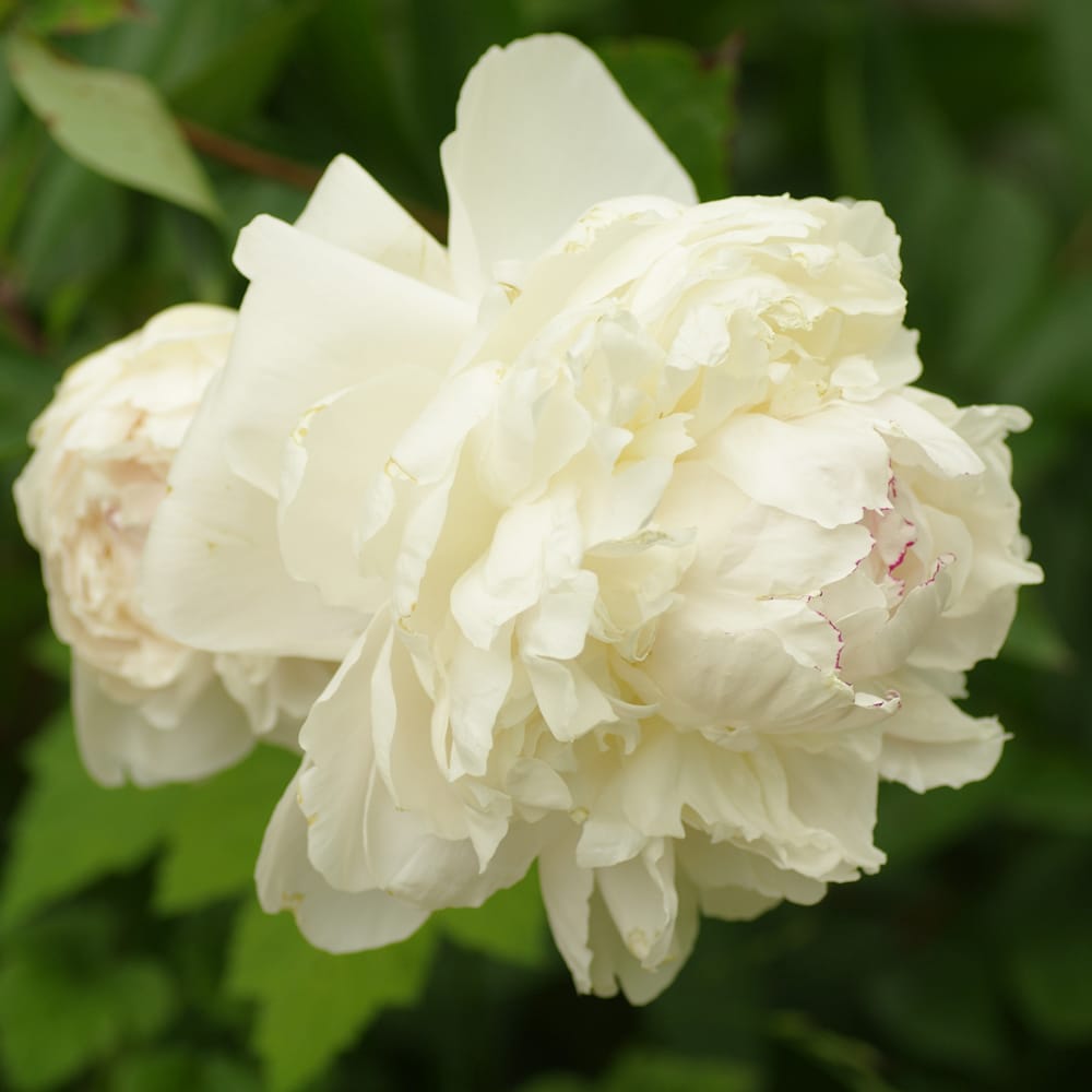 芍薬 ラテンドール 1