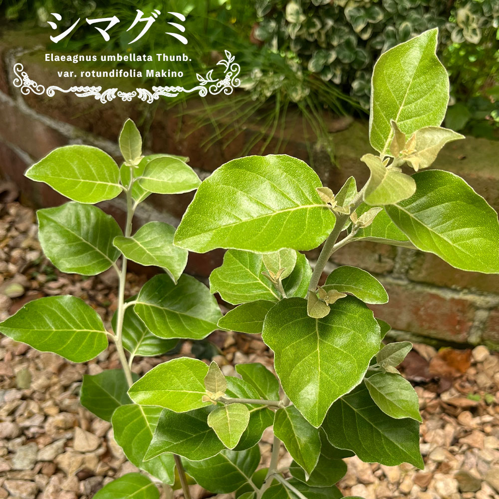 グミ 落葉性 シマグミの通販 苗木部 By 花ひろばオンライン