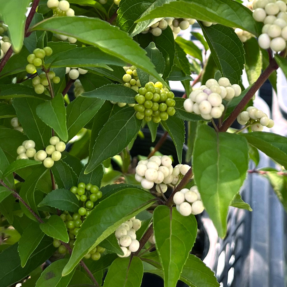 シロシキブ 白式部 3